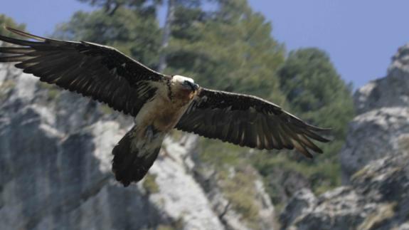 Confirmada la segunda puesta de una pareja de quebrantahuesos en el medio natural