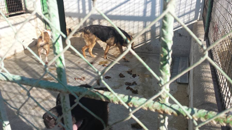 Pacma anuncia movilizaciones si el Ayuntamiento no mejora la instalaciones de la perrera