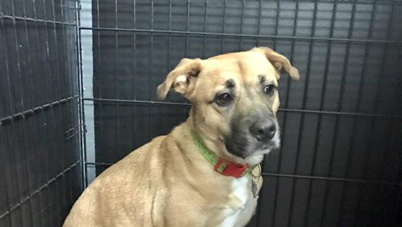 Un perro salva a su familia de morir en un incendio