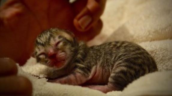 Acogieron un gatito abandonado sin saber qué animal era realmente