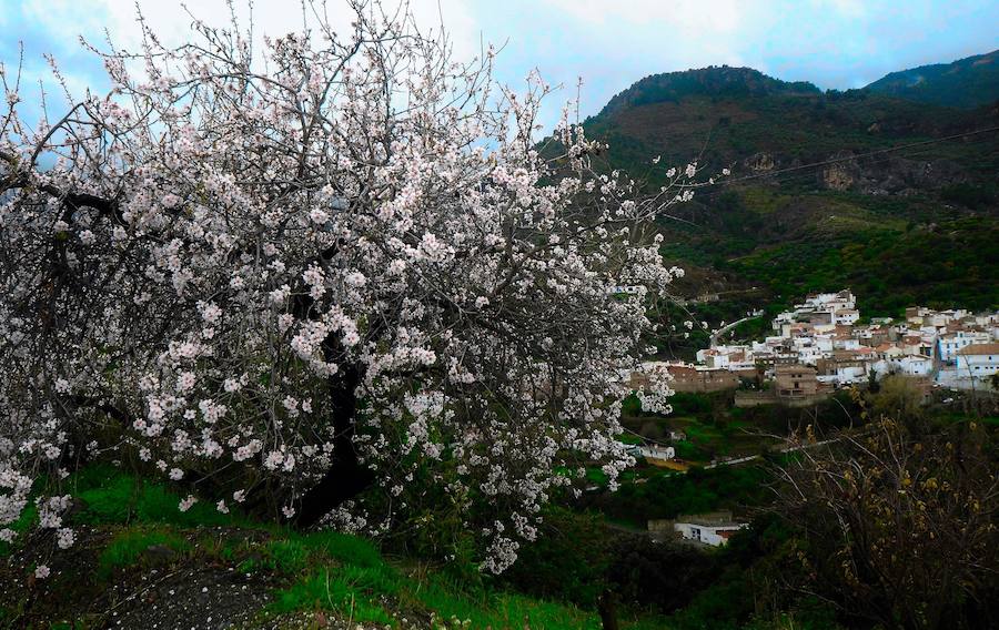 El almendro en flor toma protagonismo