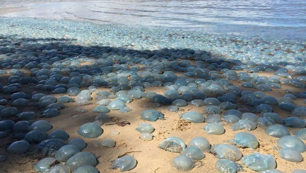 Aparecen miles de medusas venenosas en la arena de una playa Ideal