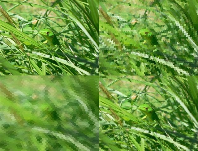 Crean en Almería una app que permite ver como los animales