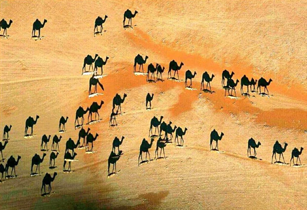 La verdad sobre la impactante foto de los camellos de National Geographic