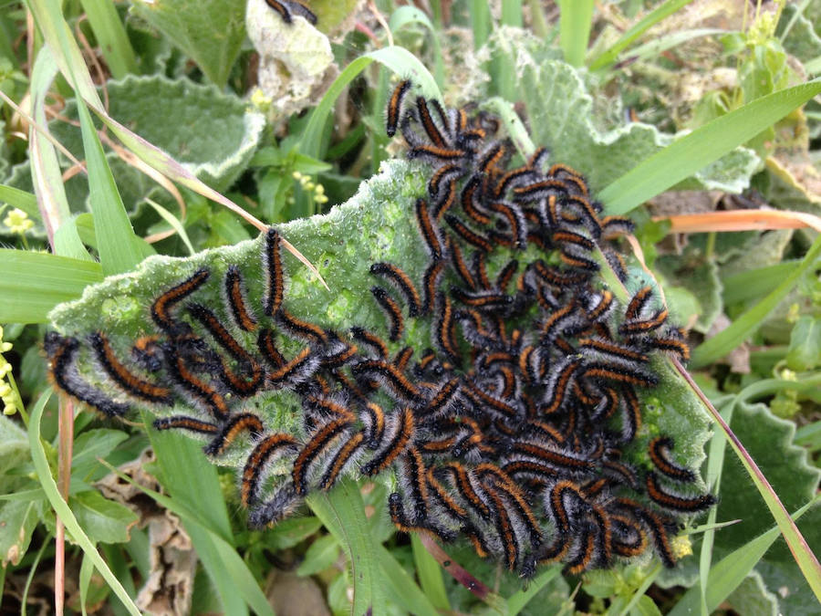 Equo exige al Ayuntamiento que acabe con las fumigaciones con productos químicos