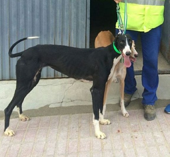 Seis días sin noticias de Chula