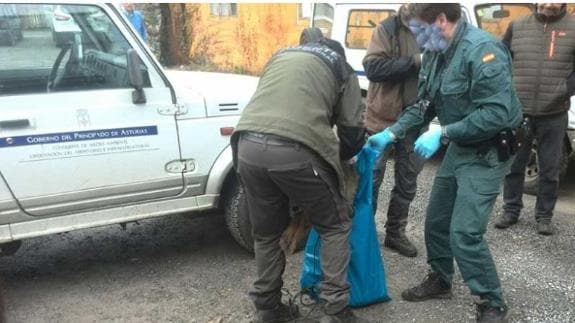 Hallados dos lobos muertos en el aparcamiento de un supermercado en Asturias