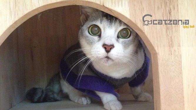 Abre un hotel 5 estrellas sólo para gatos (con mimos incluidos)