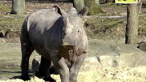 Ataque sin precedentes en Europa: matan a un rinoceronte de noche en un zoo para robar su cuerno