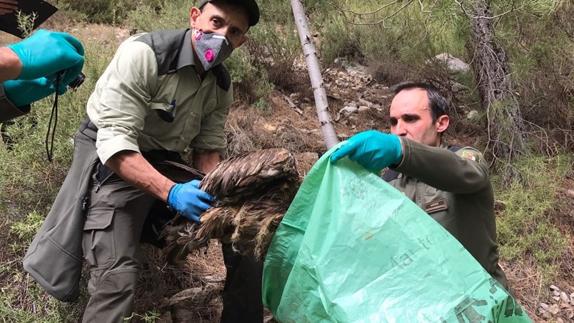 Localizan muerto por disparos de perdigones a un ejemplar de quebrantahuesos nacido en Cazorla