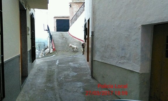 Dos perros de gran tamaño atacan a un joven en Castillo de Locubín