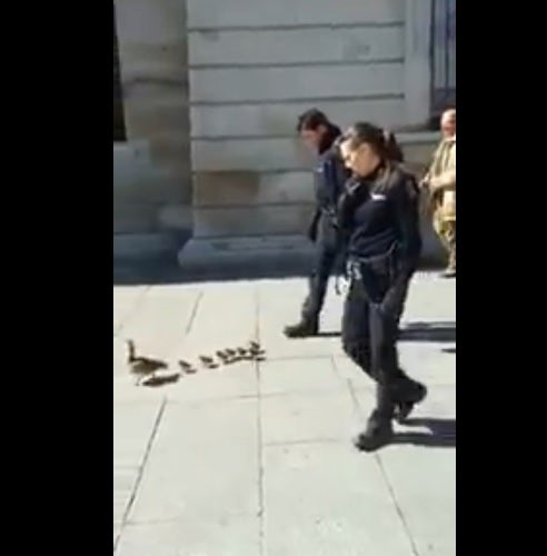La Policía Nacional escolta a una familia de patos por la calle