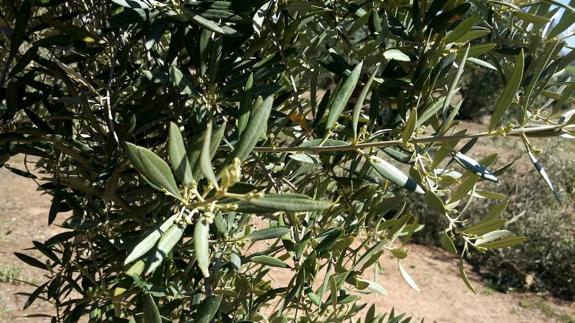 El nivel del polen de olivo es aún bajo en la primera semana