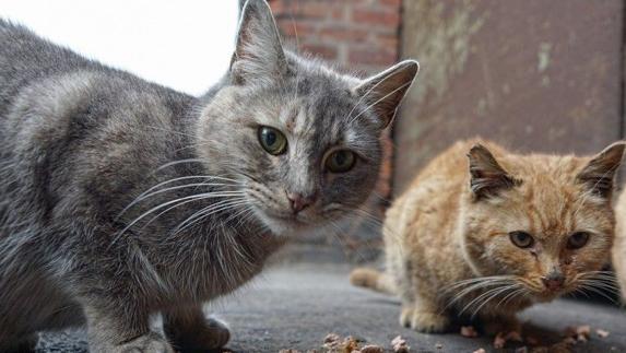 Prohibido comer carne de perro y gato
