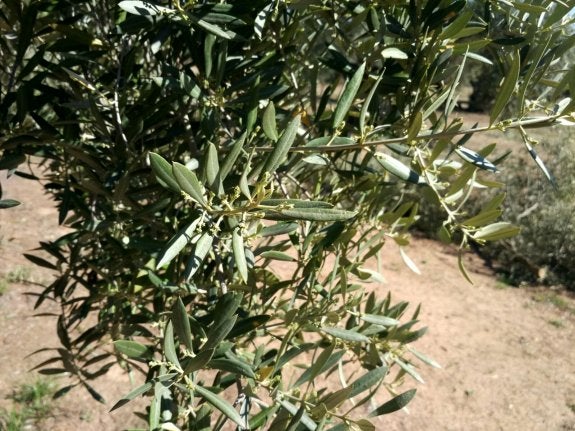 El sol mueve ya el polen del olivo, que atacará a los alérgicos en unos días