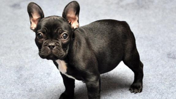 Echan a una sevillana de la casa en la que alquiló una habitación en Ibiza porque su perro ronca