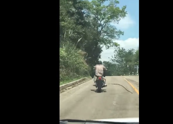Una serpiente ataca a un motorista que pasó rápido por su lado