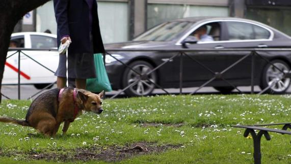 La ciudad que analiza el ADN de las cacas de perro en la calle para 'cazar' a los dueños