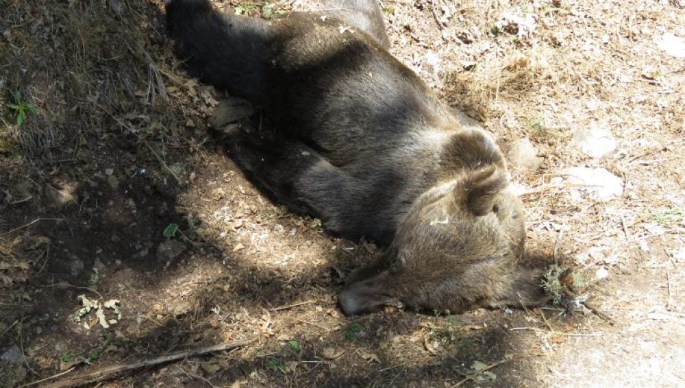 Hallados muertos dos osos adultos en Asturias