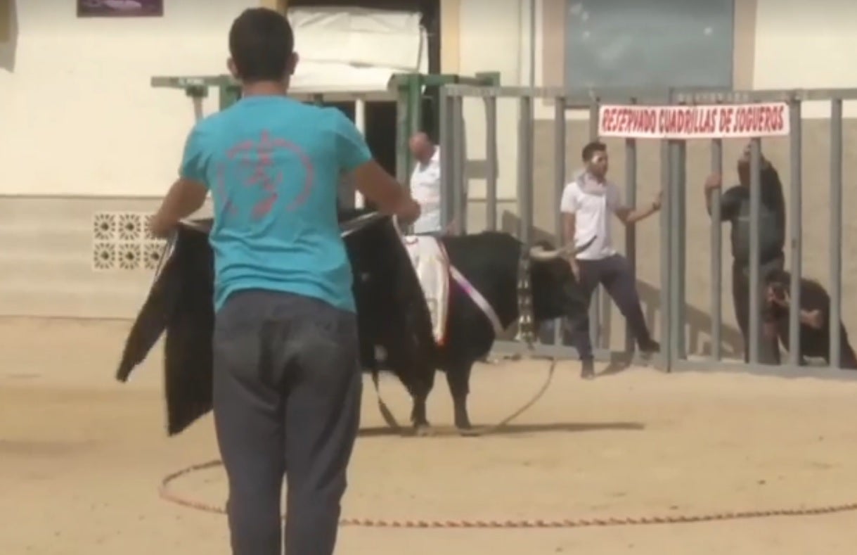 Casi 90 reses para celebrar el día grande de los toros ensogaos