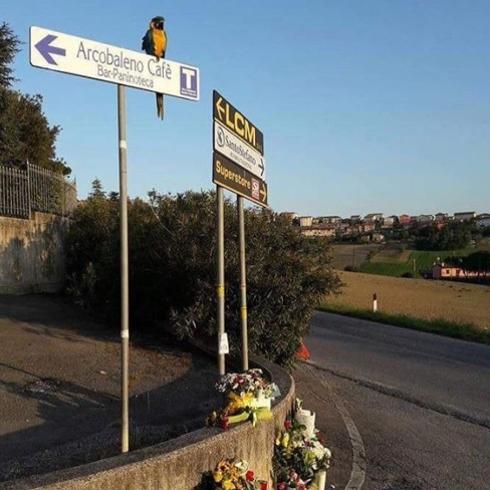 El loro de Scarponi aún espera al ciclista en el sitio donde falleció atropellado