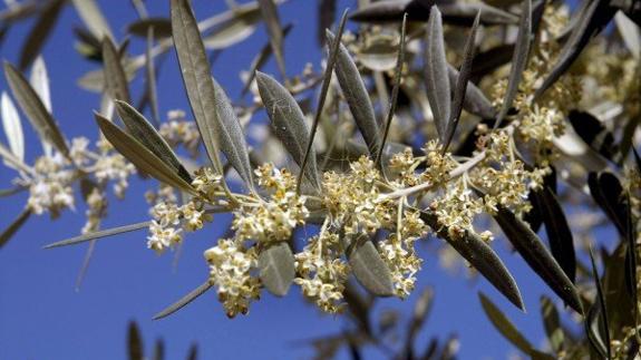 Alerta: el nivel del polen del olivo ya es extremo