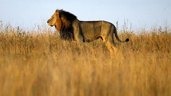 Pánico al escapar 5 leones de un parque nacional en Sudáfrica