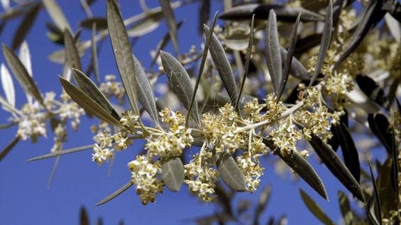 El polen del olivo se triplica pero lo peor ya ha pasado