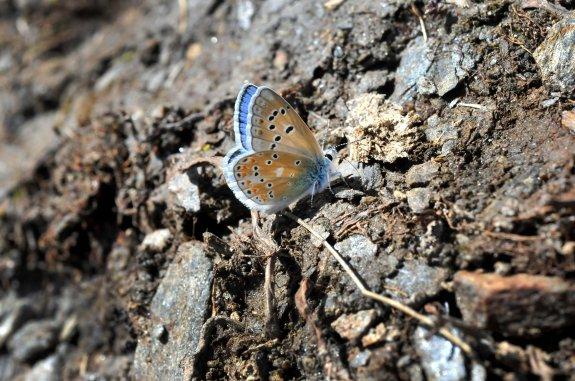 La 'Niña de Sierra Nevada', a un paso de la extinción