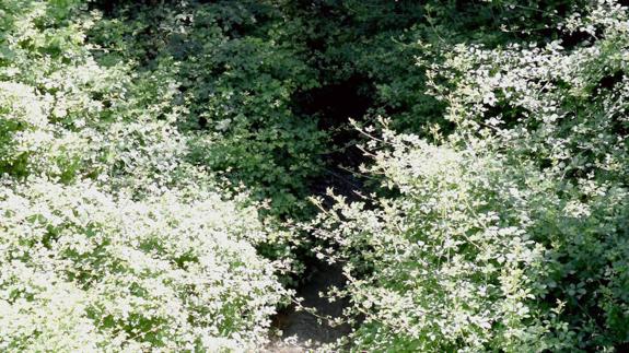 La maleza y la basura se comen el cauce del Darro en media ciudad