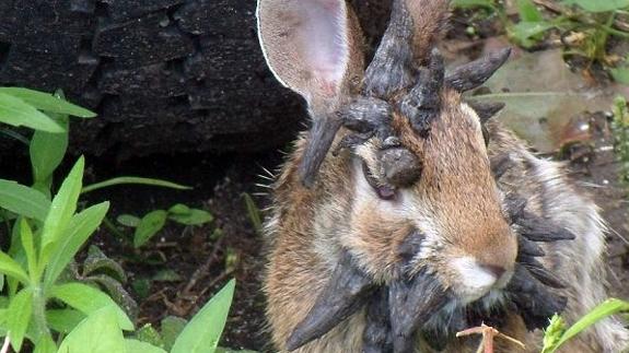 Frankenstein, el curioso conejo 'mutante'