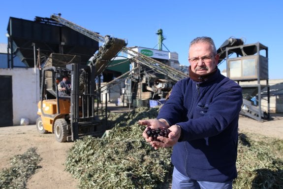 La Guardia Civil detiene a 58 ladrones de aceituna y recupera 9.500 kilos